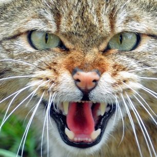 Kočka divoká, Durynsko, Německo / F: Bräbel Bawey, Wildkatzendorf Hütscheroda