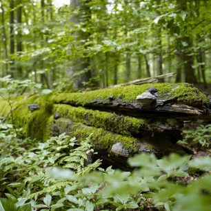 NP Hainich, Durynsko, Německo / F: Jens Hauspurg, Thüringer Tourismus GmbH