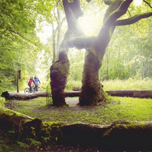 NP Hainich, Durynso, Německo / F: Jens Hauspurg, Thüringer Tourismus GmbH