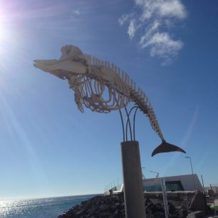 Kostra vorvaňovce tropického v Gran Tarajalu