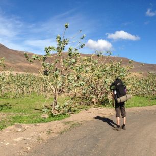 Jediné stromy na Fuerteventuře kromě palem – nepůvodní druh