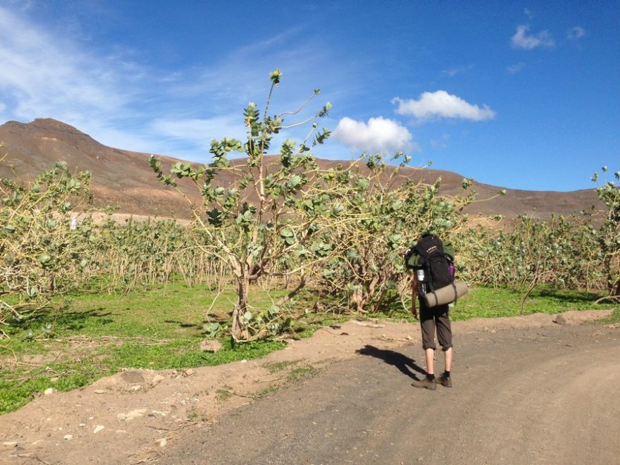 Jediné stromy na Fuerteventuře kromě palem – nepůvodní druh