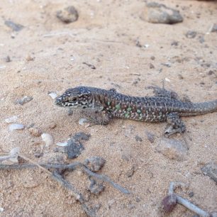 Žebrající ještěrka