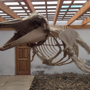 Kostra delfína na Isla de Lobos