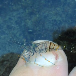 Pedikůra od krevetek na Playa del Malvas