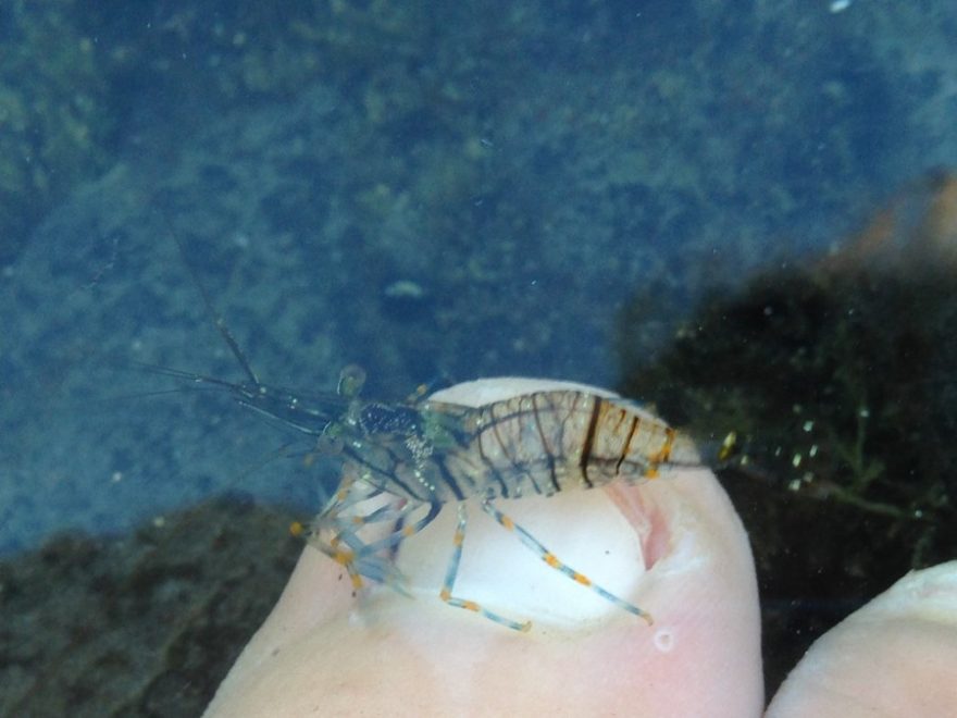 Pedikůra od krevetek na Playa del Malvas