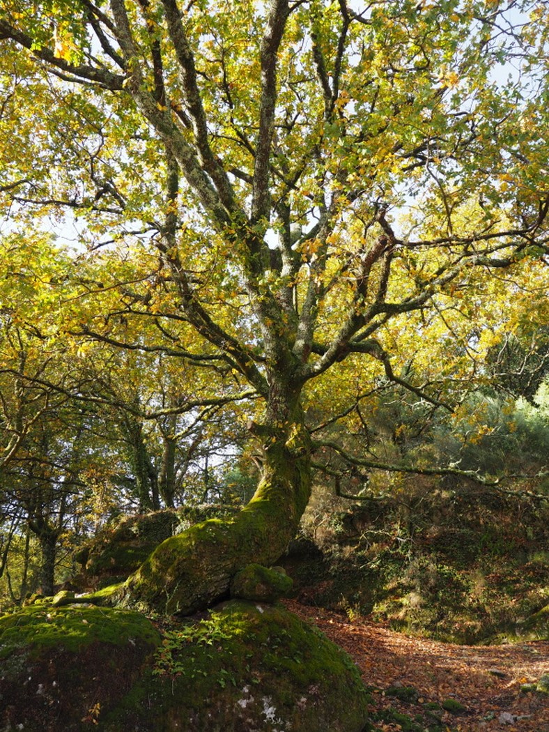 Listopadový termín zaručil chladnější počasí, minimální počet turistů a krásně zbarvenou přírodu, Peneda-Gerés