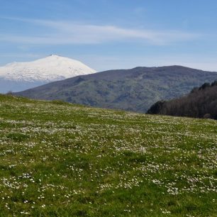 Jarní rozkvetlé koberce narcisů, fialek, sasanek a medvědího česneku, Nebrodi