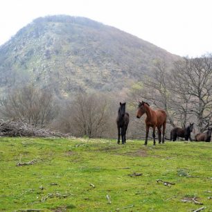 Na loukách se volně pasou stáda koní, koz nebo ovcí, Nebrodi