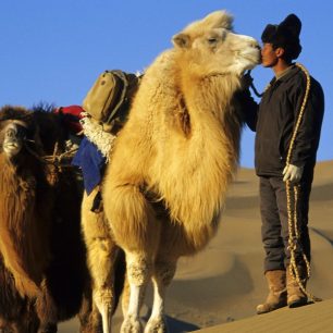 Gobi - mongolský velbloud