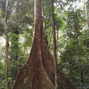 Magie stromů v pralese