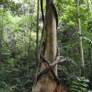 Magie stromů v pralese