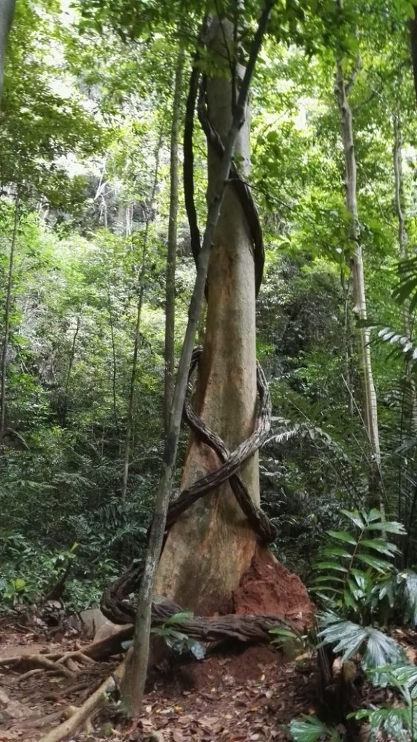 Magie stromů v pralese