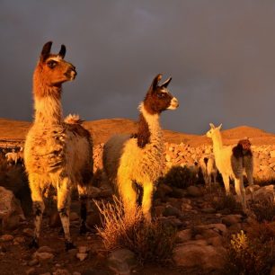 Typičtí obyvatelé místních pohoří