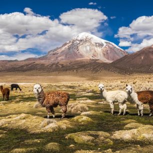 Zvědavé lamy alpaky pod sopkou Sajamou, nejvyšší horou Bolívie