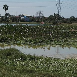 Lotosová pole - venkov kolem Phnom Penh