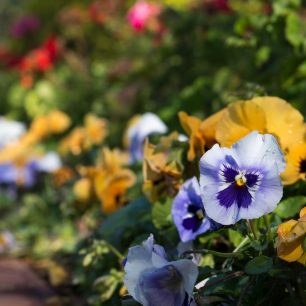 V zahradě to hraje všemi barvami, Pyin Oo Lwin, Myanmar