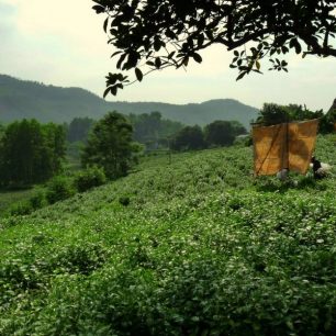 Čajové plantáže v Thai Nguyen