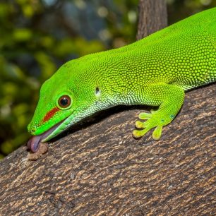 Na nedalekém Madagaskaru se vám možná poštěstí zahlédnout felsumu madagaskarskou