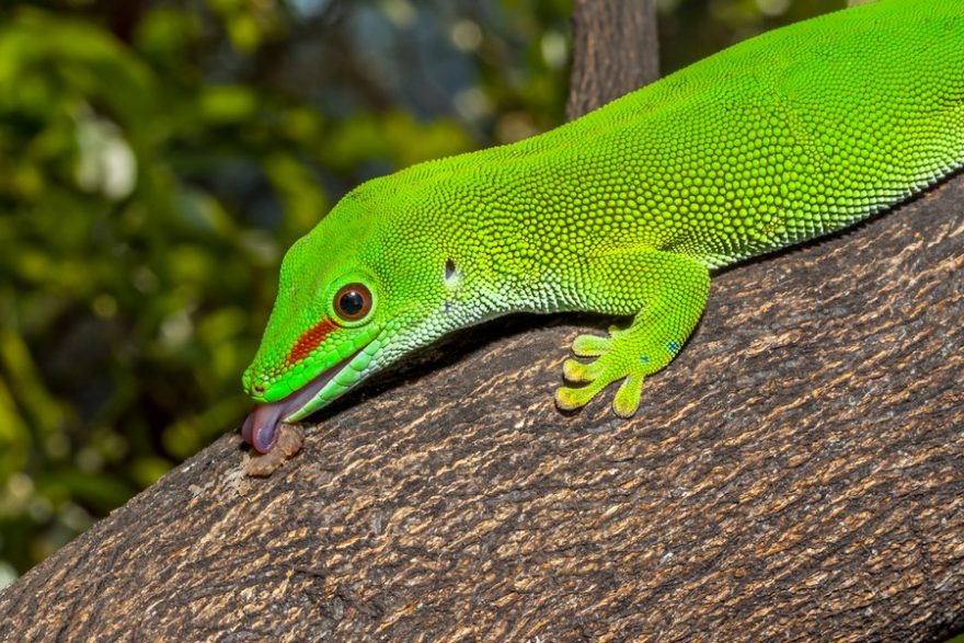 Na nedalekém Madagaskaru se vám možná poštěstí zahlédnout felsumu madagaskarskou