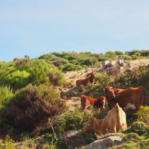Krávy na Levadě do Paul, Madeira