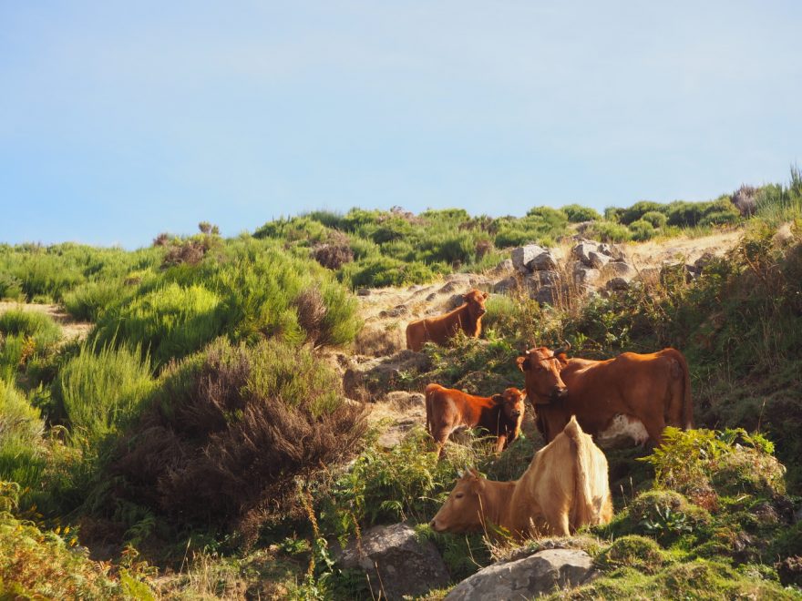 Krávy na Levadě do Paul, Madeira
