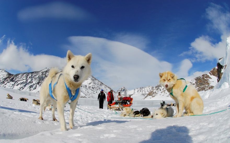 Grónské psí spřežení během krátkého odpočinku, Grónsko