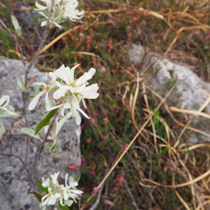 Jaro na Lago di Garda