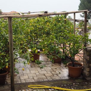 Citróny, Limone u Lago di Garda