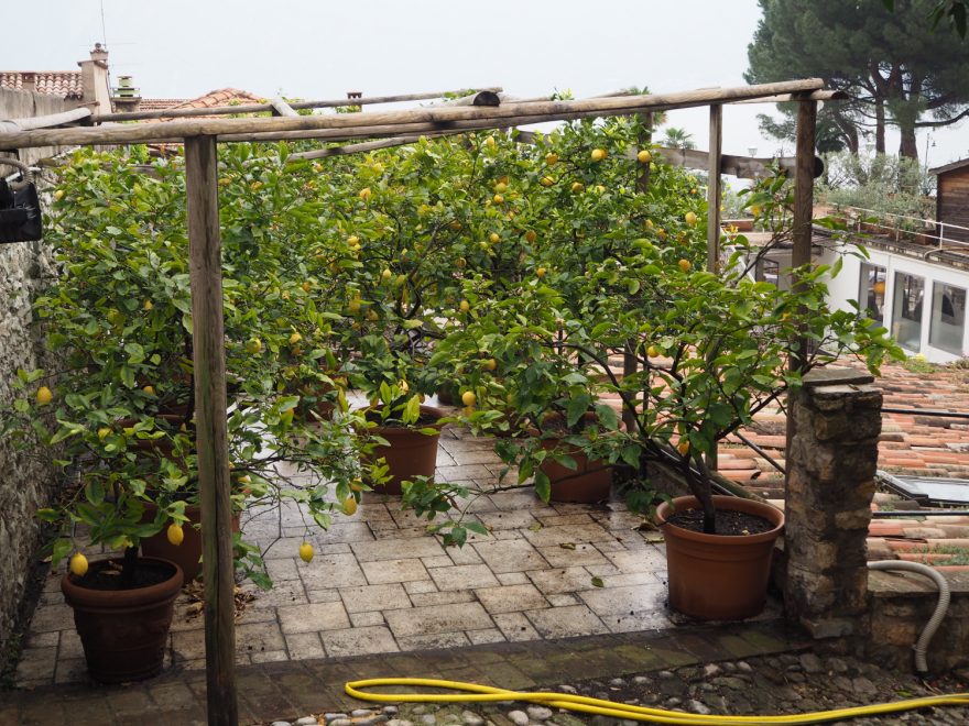 Citróny, Limone u Lago di Garda
