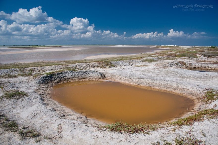 Unikátní ekosystém kolem Růžové laguny vytvořený příznivými podmínkami pro život mikroorganismů a žábronožek