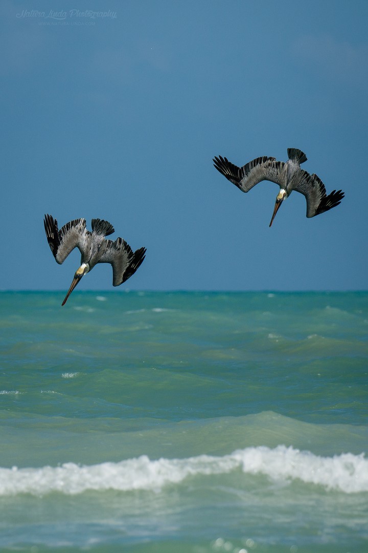 Předvádí takřka kaskadérské kousky a je zábava je pozorovat