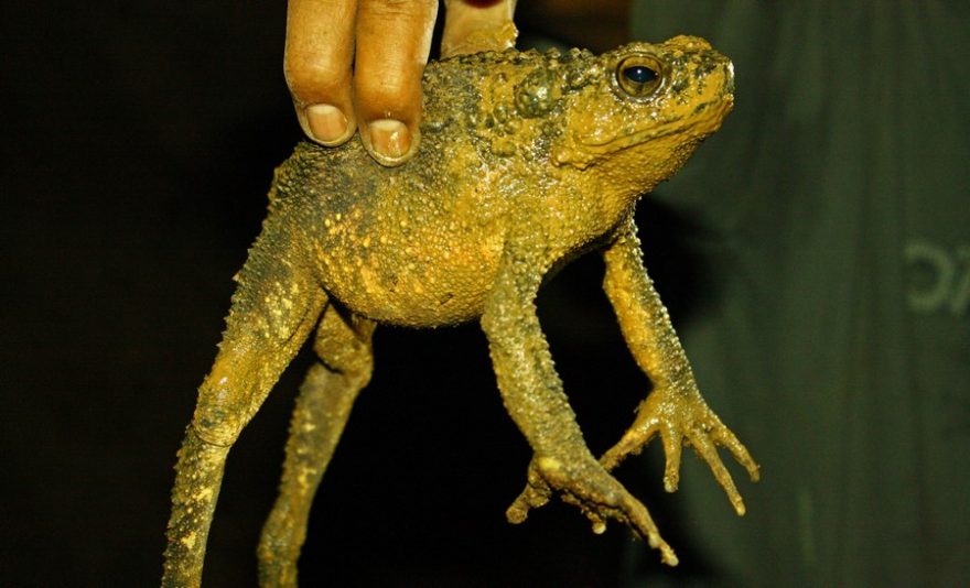 Ah Ah ví velmi dobře, kde vytáhnout něco zajímavého. Toto je jeden z obyvatel místních jeskyní