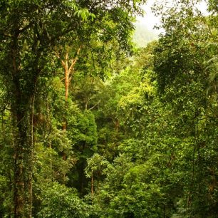Poněkud omezený výhled z Canopy Walkway