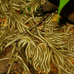 V Taman Negara je dobré dávat pozor kam šlapete