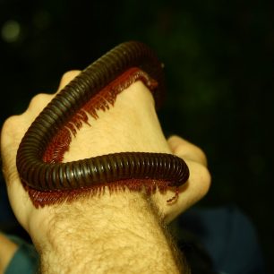 Hlavně ji nevyrušit při večeři