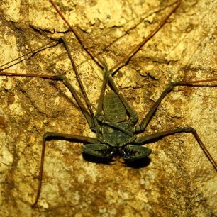 Jeden z mnoha spolunecležníků, bičovec