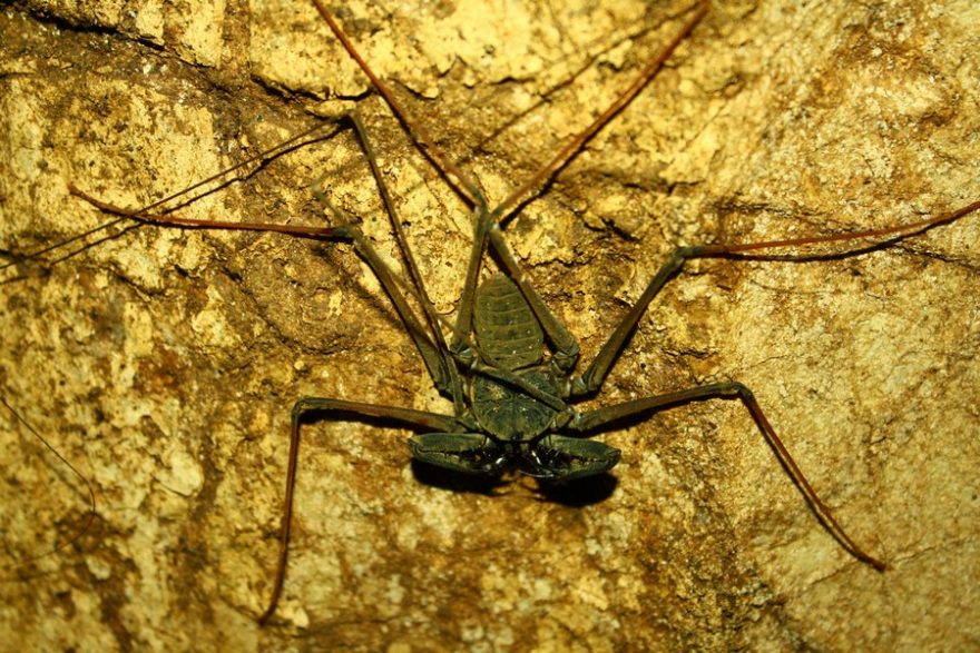 Jeden z mnoha spolunecležníků, bičovec