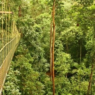Lanová lávka v korunách stromů, Canopy Walkway