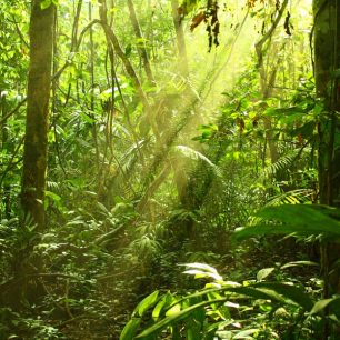 Ojedinělý paprsek prostupující bujnou vegetací