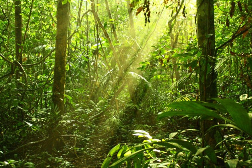 Ojedinělý paprsek prostupující bujnou vegetací