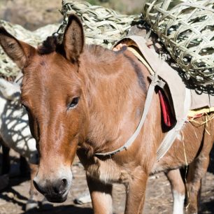 Jídlo a ostatní výbavu komisi nesou muly, Manaslu circuit, Nepál