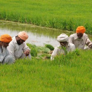 Farmáři drží na svých bedrech celý Paňdžáb