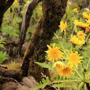 Vavřínový prales, Gomera