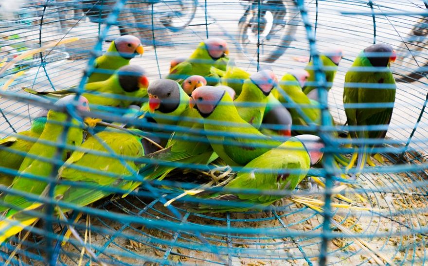 Uvěznění ptáci čekající na svobodu, Mandalaj, Myanmar