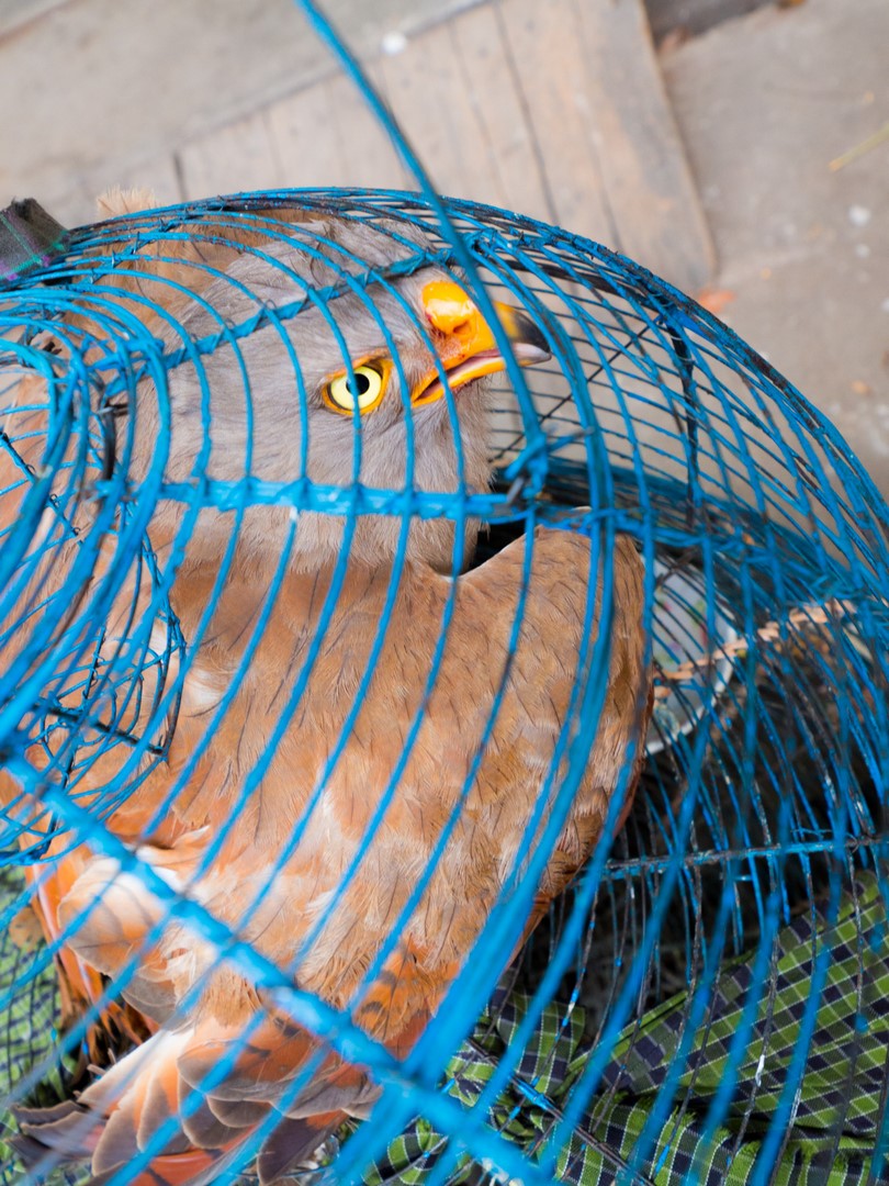 Občas překupníci uloví i velkého dravce, ten se prodává dráž, Mandalaj, Myanmar