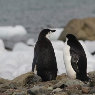 Tučňák uzdičkový, i ten je ohrožen konzumací naplaveného odpadu