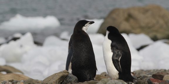 Za ledovými krami, tuleni a tučňáky na Antarktidu