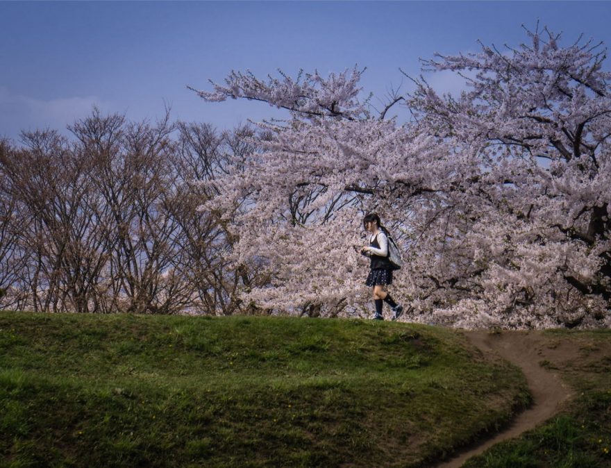 V Japonsku přicházející jaro oznamují rozkvetlé slivoně (ume), tulipány a sakury.