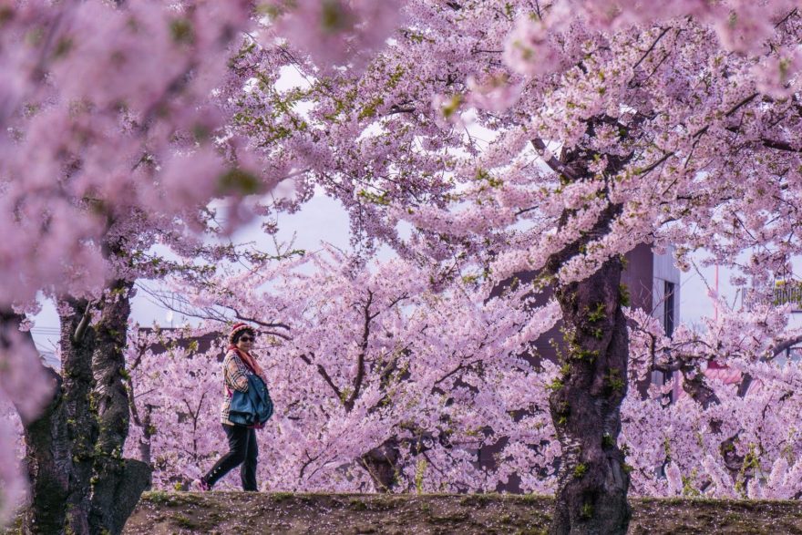 Dívky v růžovém. Staré babičky procházející se v padajících okvětních lístcích.
